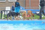 Honden zwemmen (8)